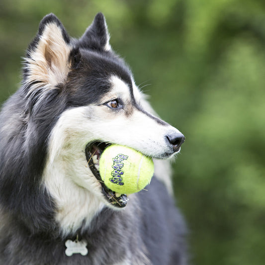Air KONG Squeaker Tennis Ball