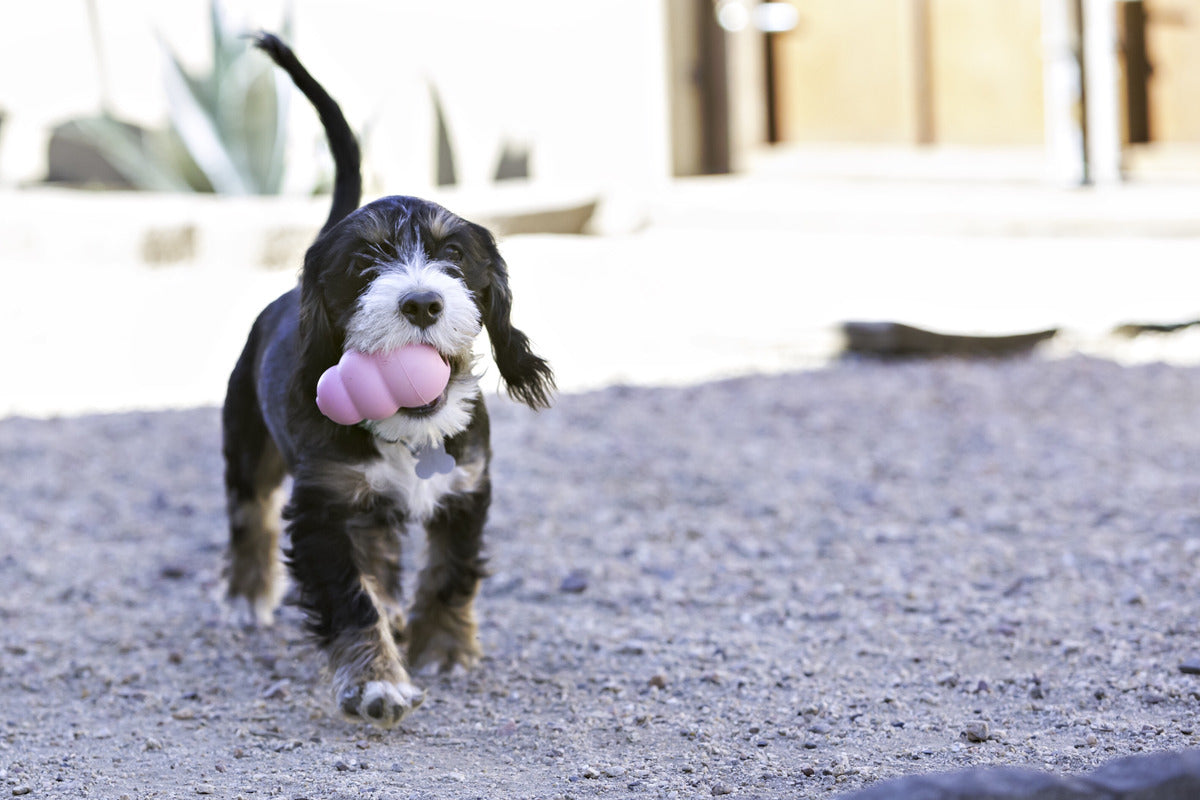 KONG puppy