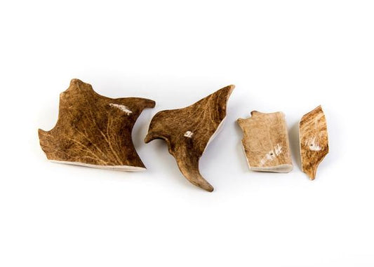 Fallow antler chew (Nova)