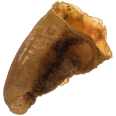 Calf Hoof/hooves