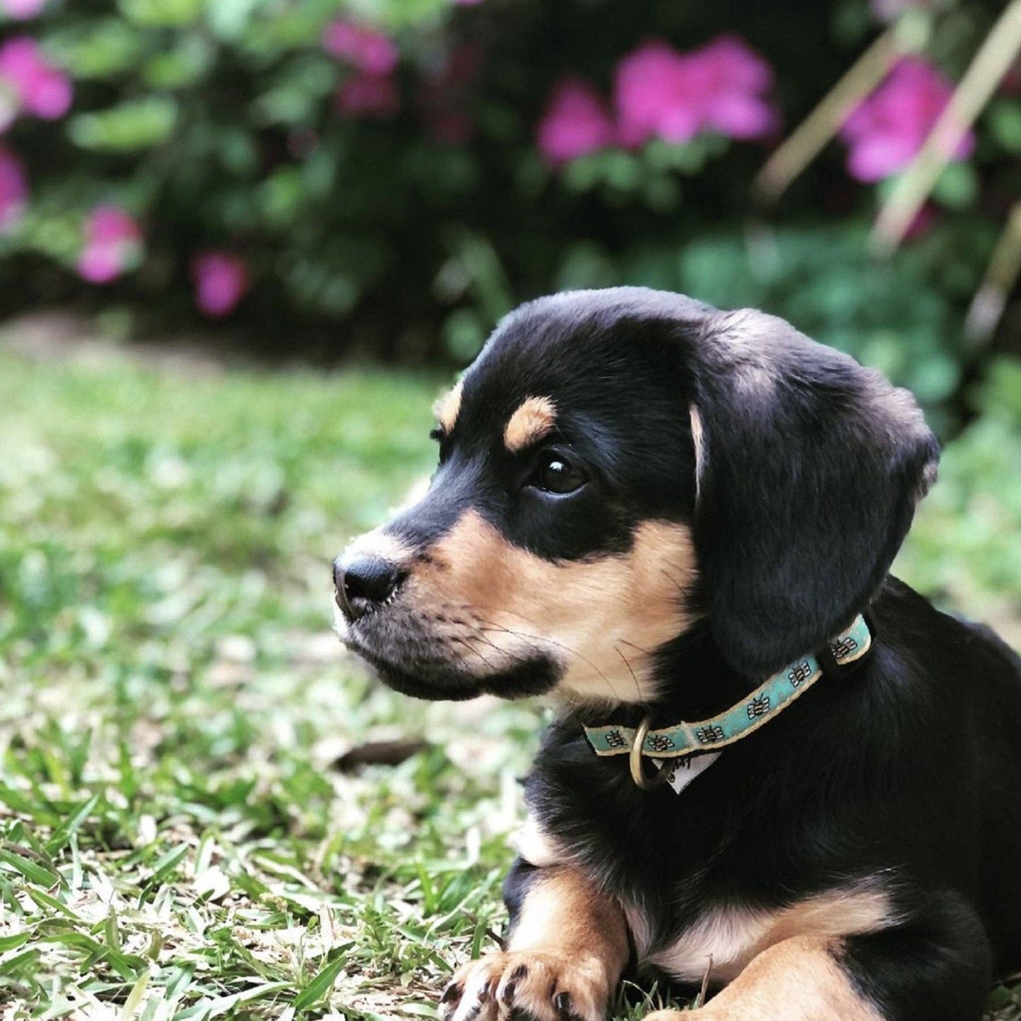 Bee Small Breed Dog Collar