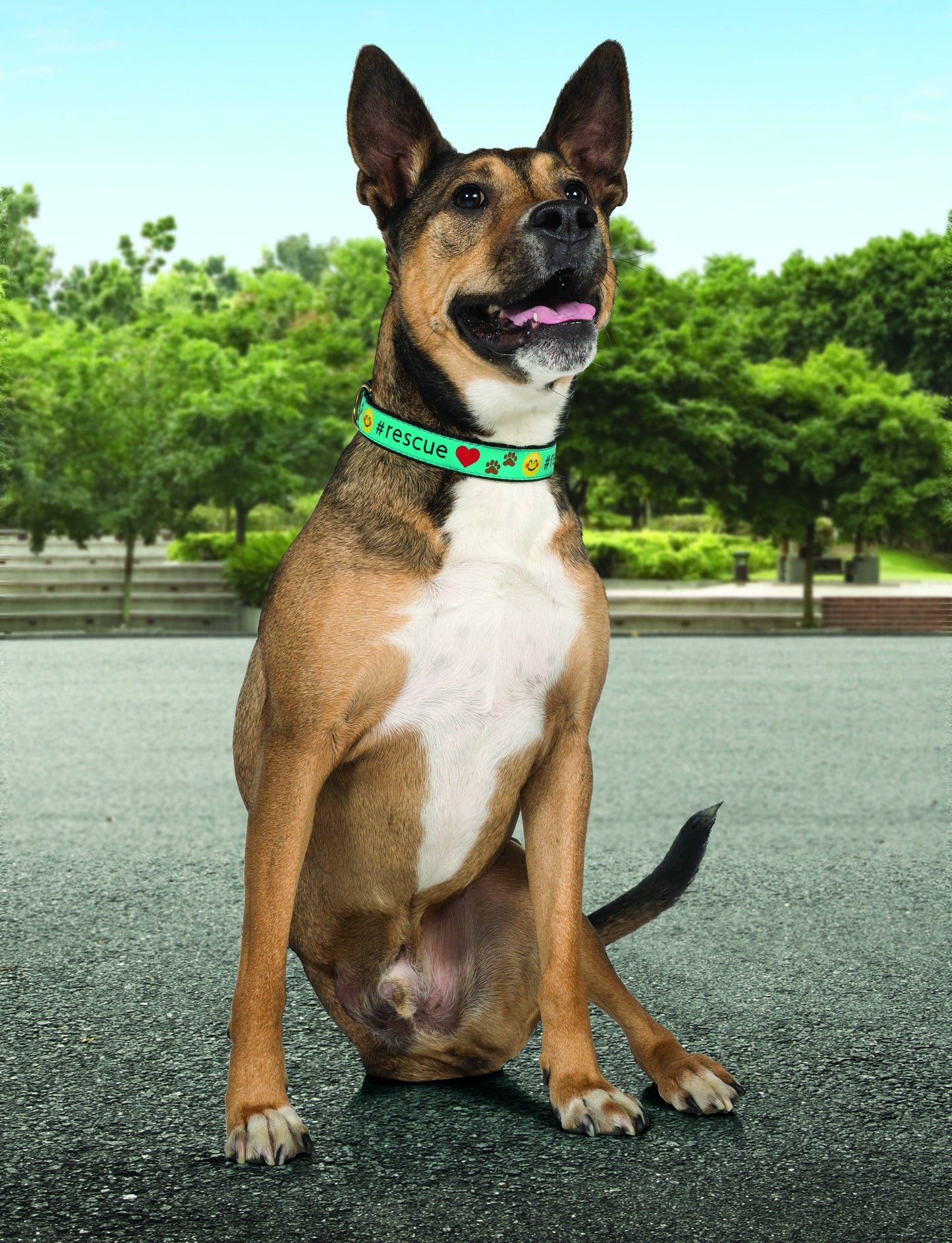 Rescue Dog Collar