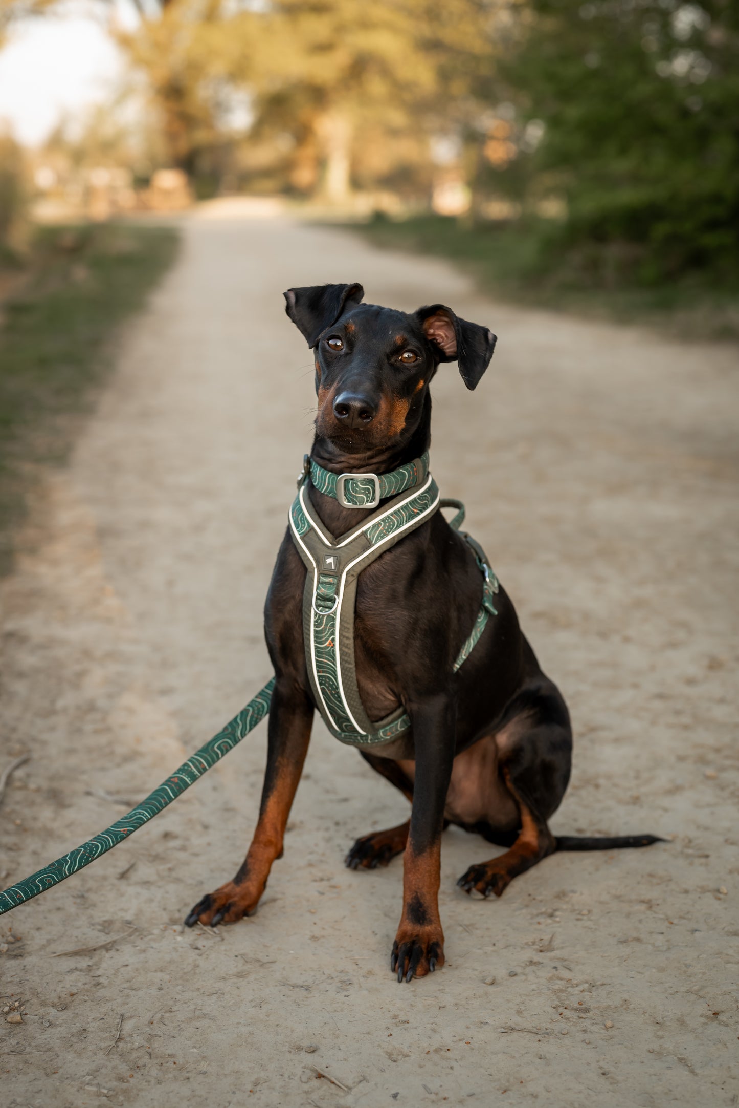 Twiggy Tags Apex Harness Nomad