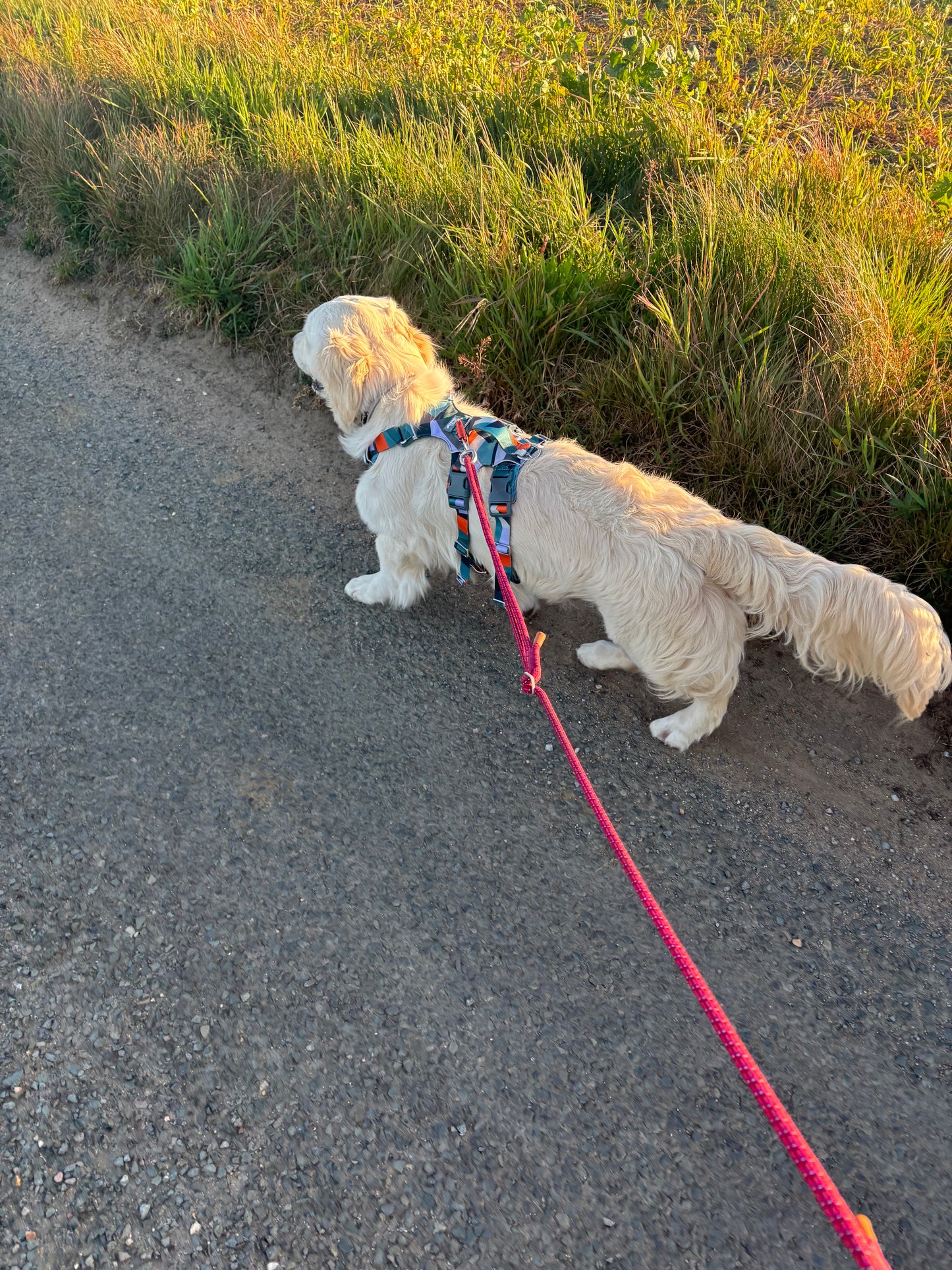 Twiggy Tags Scramble Harness