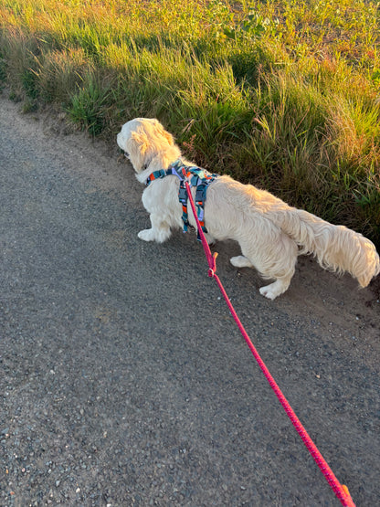 Twiggy Tags Scramble Harness